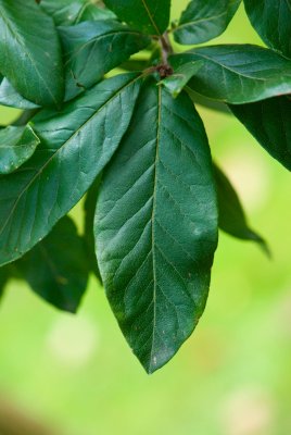 Mespilus germanica - mišpule obecná - list